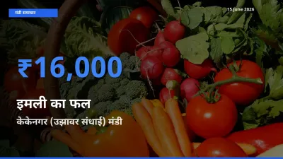 टॉप मंडी बना केकेनगर (उझावर संधाई)! इमली का फल के सबसे ऊँचे दाम यहीं दर्ज