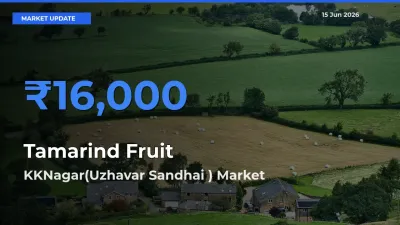 KKNagar(Uzhavar Sandhai ) Offers ₹16,000 – Highest Tamarind Fruit Rate Today