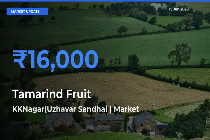KKNagar(Uzhavar Sandhai ) Offers ₹16,000 – Highest Tamarind Fruit Rate Today