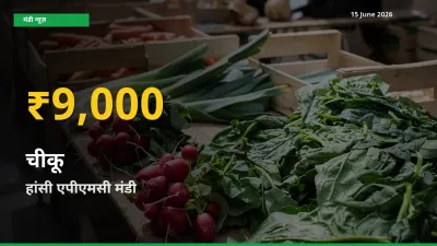 आज हांसी एपीएमसी में चीकू के दाम रिकॉर्ड स्तर पर, ताज़ा मंडी भाव जानें