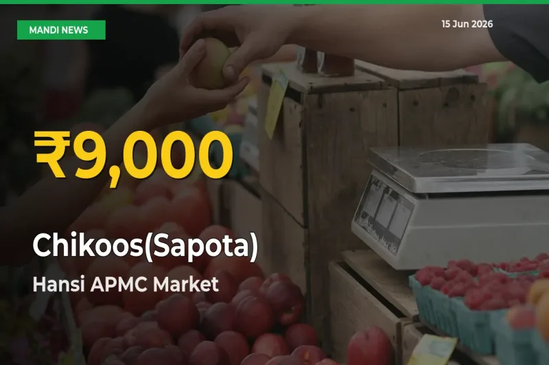 Hansi APMC Leads as Chikoos(Sapota) Hits Highest Rate – June 15 Update