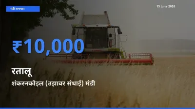 बाज़ार संकेत: शंकरनकोइल (उझावर संधाई) बना रतालू के लिए आज की टॉप मंडी