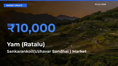 Sankarankoil(Uzhavar Sandhai ) Emerges as Top Mandi for Yam (Ratalu) Prices Today