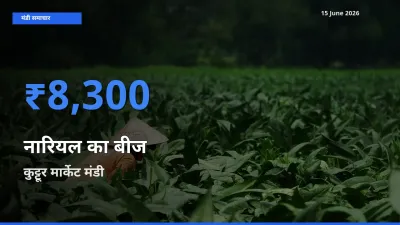 15 June अपडेट: नारियल का बीज के सबसे ऊँचे दाम कुट्टूर मार्केट मंडी में
