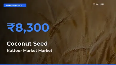 Kuttoor Market Offers ₹8,300 – Highest Coconut Seed Rate Today