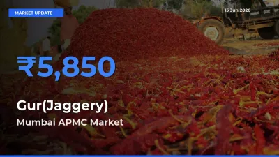 Gur(Jaggery) Mandi Rate Today: Mumbai APMC Tops the List