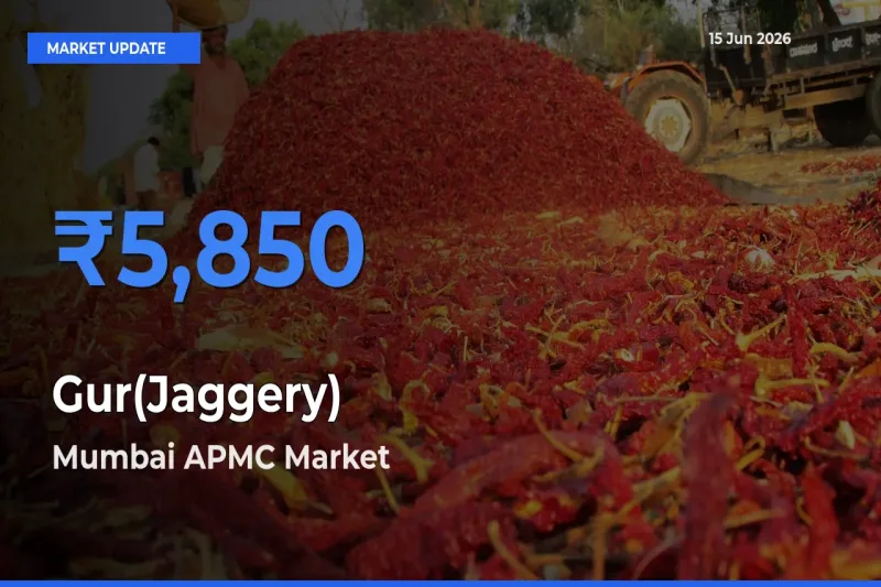 Gur(Jaggery) Mandi Rate Today: Mumbai APMC Tops the List