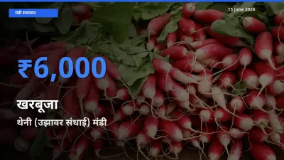 आज खरबूजा के सबसे ज़्यादा दाम थेनी (उझावर संधाई) मंडी में दर्ज