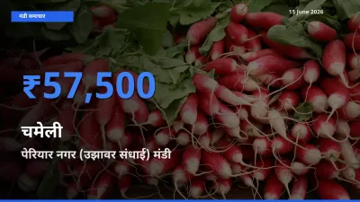 पेरियार नगर (उझावर संधाई) में चमेली का आज सबसे ऊँचा भाव