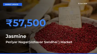 Market Watch: Periyar Nagar(Uzhavar Sandhai ) Becomes Top Mandi for Jasmine