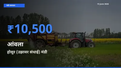 आज आंवला के सबसे ज़्यादा दाम होसुर (उझावर संधाई) मंडी में दर्ज
