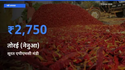 आज का मंडी भाव: तोरई (नेनुआ) के सबसे ज़्यादा दाम सूरत एपीएमसी में