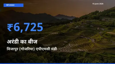 आज अरंडी का बीज के सबसे ज़्यादा दाम विजापुर (गोजरिया) एपीएमसी मंडी में दर्ज