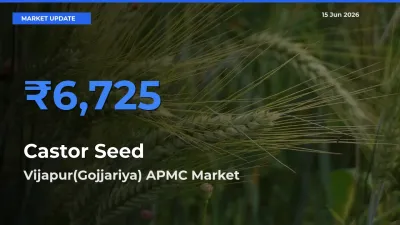 Vijapur(Gojjariya) APMC Leads as Top Mandi for Castor Seed Prices