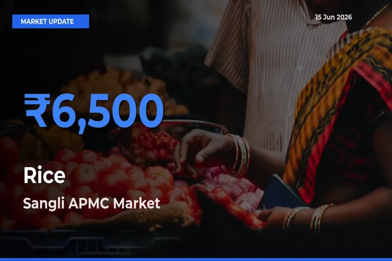 Sangli APMC Tops Rice Mandi Rates Today