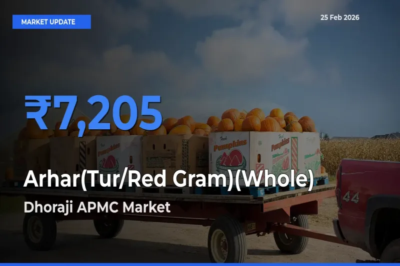 Top Performer! Dhoraji APMC Offers Best Arhar(Tur/Red Gram)(Whole) Price Today
