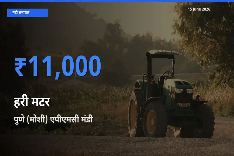 पुणे (मोशी) एपीएमसी मंडी में हरी मटर ₹11,000 पर पहुँचा – आज का सर्वोच्च भाव