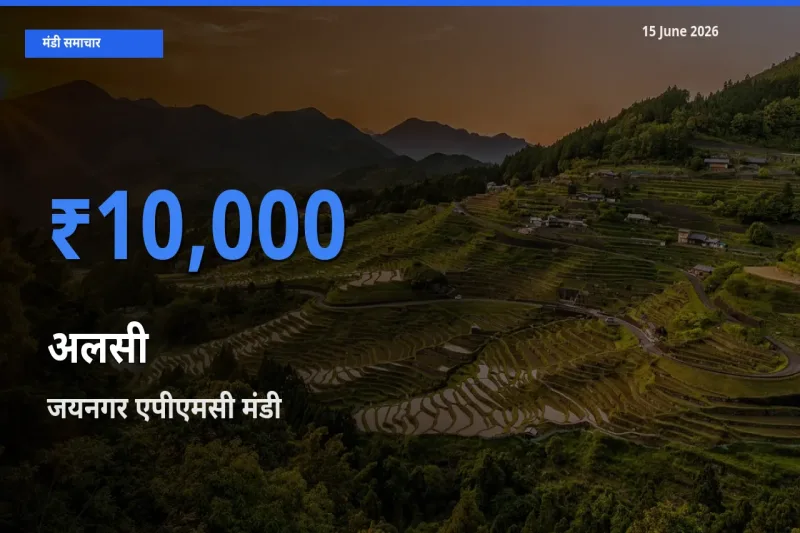 आज अलसी के सबसे ज़्यादा दाम जयनगर एपीएमसी मंडी में दर्ज