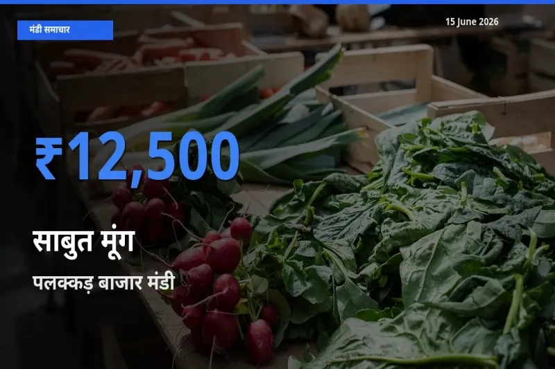 पलक्कड़ बाजार मंडी में साबुत मूंग ₹12,500 पर पहुँचा – आज का सर्वोच्च भाव