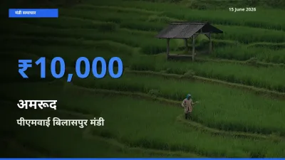 टॉप मंडी बना पीएमवाई बिलासपुर! अमरूद के सबसे ऊँचे दाम यहीं दर्ज