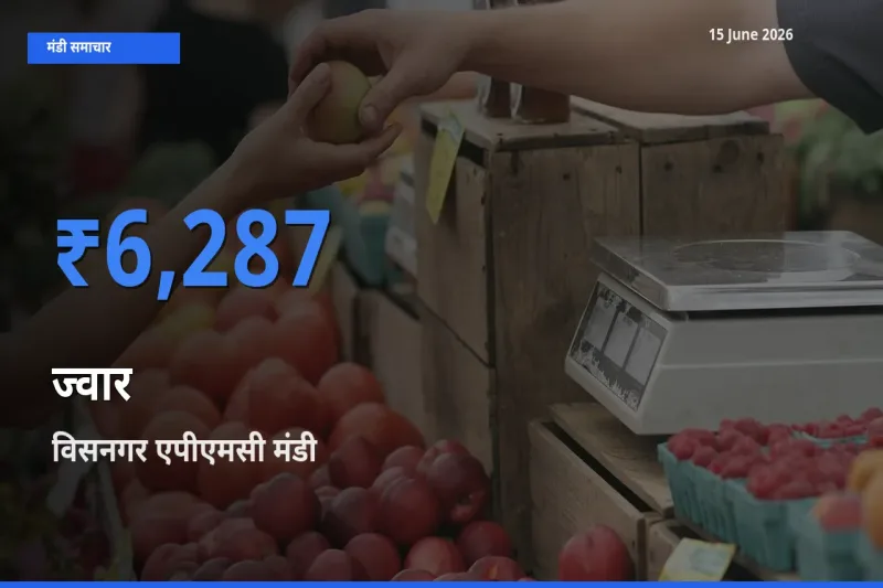 टॉप मंडी बना विसनगर एपीएमसी! ज्वार के सबसे ऊँचे दाम यहीं दर्ज