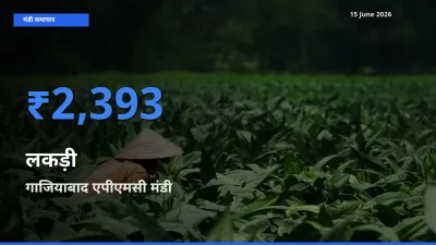 15 June अपडेट: लकड़ी के सबसे ऊँचे दाम गाजियाबाद एपीएमसी मंडी में