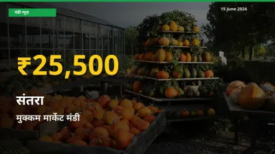 संतरा के दामों में रिकॉर्ड तेज़ी, मुक्कम मार्केट