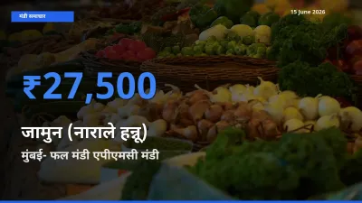 15 June अपडेट: जामुन (नाराले हन्नू) के सबसे ऊँचे दाम मुंबई- फल मंडी एपीएमसी मंडी में