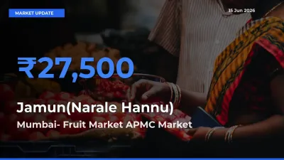 Top Performer! Mumbai- Fruit Market APMC Offers Best Jamun(Narale Hannu) Price Today