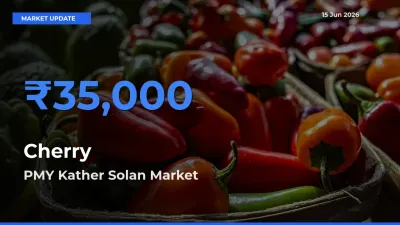 PMY Kather Solan Records Highest ₹35,000 Rate for Cherry