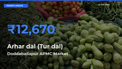 Doddaballapur APMC Tops Arhar dal (Tur dal) Mandi Rates Today