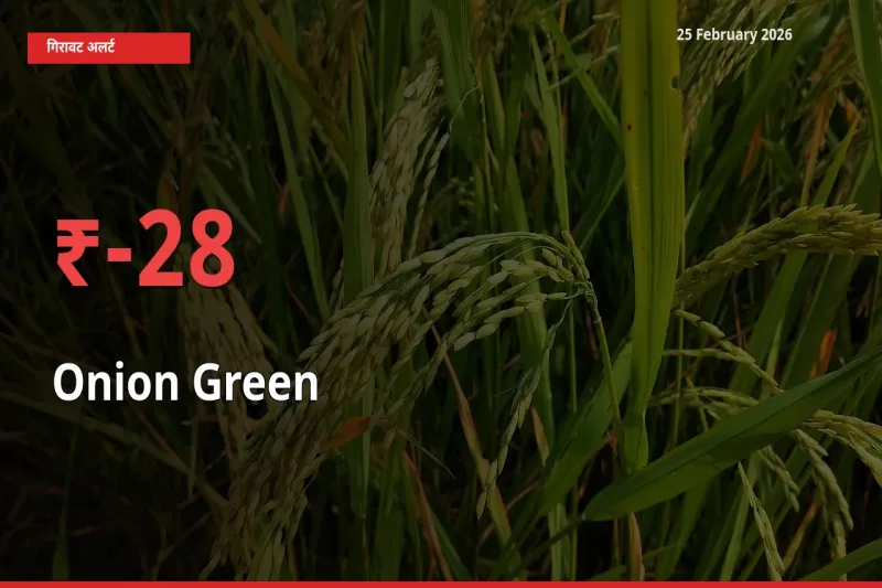 अचानक झटका! मंडी में Onion Green के दाम 27.75% टूटे