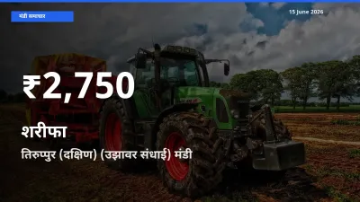 तेज़ गिरावट! तिरुप्पुर (दक्षिण) (उझावर संधाई) में शरीफा के दाम 30 दिन के निचले स्तर पर