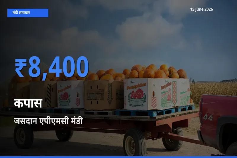 जसदान एपीएमसी मंडी में कपास ₹8,400 पर पहुँचा – आज का सर्वोच्च भाव