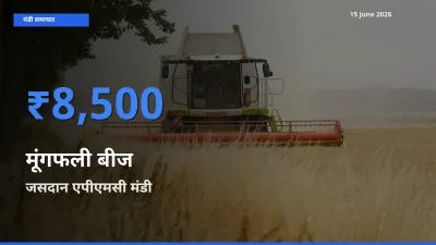 आज का मंडी भाव: मूंगफली बीज के सबसे ज़्यादा दाम जसदान एपीएमसी में