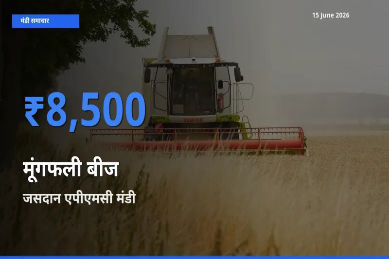 आज का मंडी भाव: मूंगफली बीज के सबसे ज़्यादा दाम जसदान एपीएमसी में