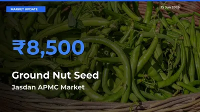 Jasdan APMC Offers ₹8,500 – Highest Ground Nut Seed Rate Today