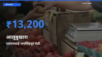 एसएमवाई जयसिंहपुर मंडी में आलूबुखारा ₹13,200 पर पहुँचा – आज का सर्वोच्च भाव