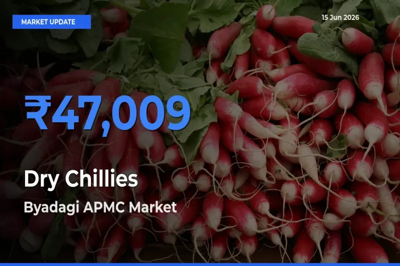 Byadagi APMC Tops Dry Chillies Mandi Rates Today
