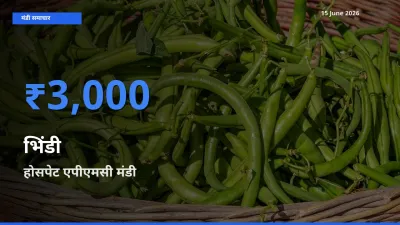 15 June अपडेट: भिंडी के सबसे ऊँचे दाम होसपेट एपीएमसी मंडी में