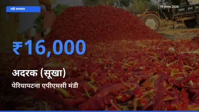 आज अदरक (सूखा) के सबसे ऊँचे दाम ₹16,000 पेरियापटना एपीएमसी मंडी में