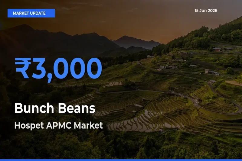 Hospet APMC Offers ₹3,000 – Highest Bunch Beans Rate Today