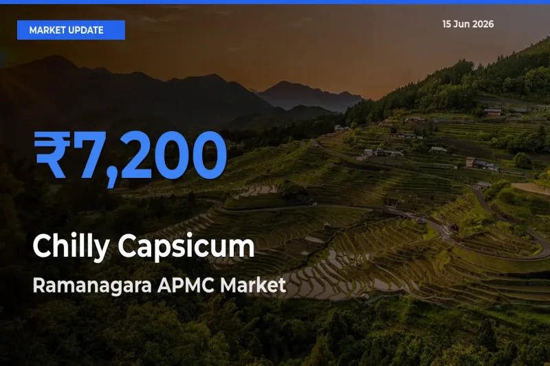 Ramanagara APMC Leads as Top Mandi for Chilly Capsicum Prices