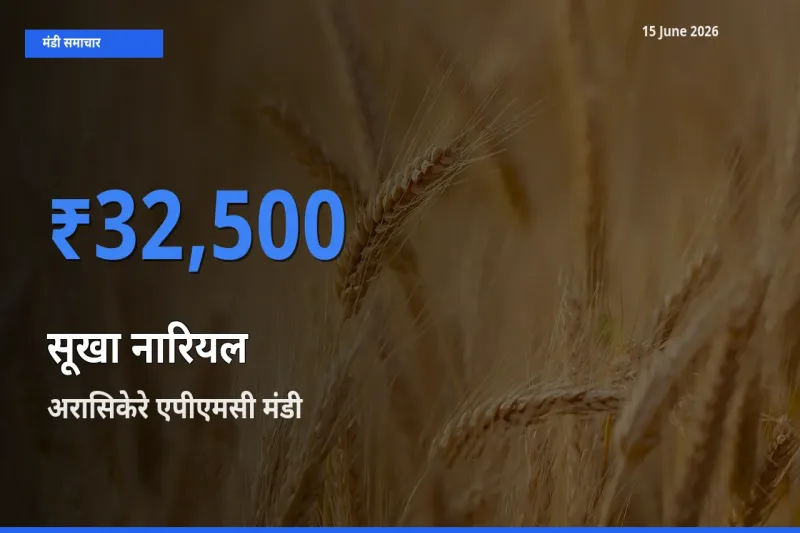 टॉप मंडी बना अरासिकेरे एपीएमसी! सूखा नारियल के सबसे ऊँचे दाम यहीं दर्ज