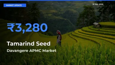 Top Performer! Davangere APMC Offers Best Tamarind Seed Price Today