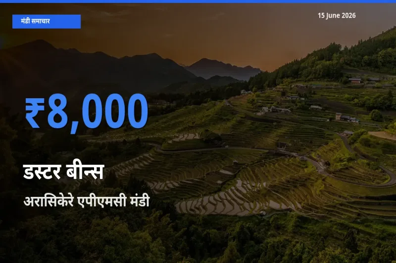 15 June अपडेट: डस्टर बीन्स के सबसे ऊँचे दाम अरासिकेरे एपीएमसी मंडी में