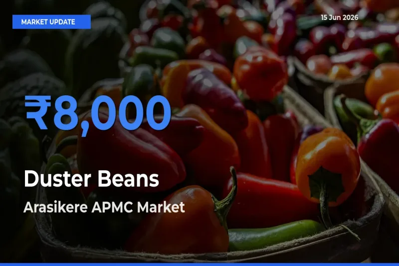 Arasikere APMC Tops Duster Beans Rates – June 15 Market Update