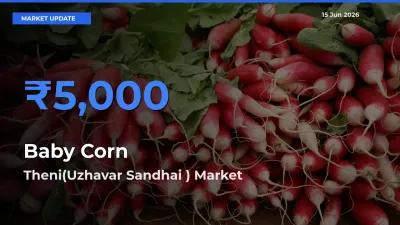 Baby Corn Mandi Rate Today: Theni(Uzhavar Sandhai ) Tops the List