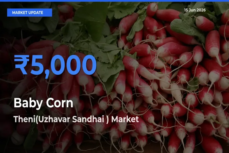 Baby Corn Mandi Rate Today: Theni(Uzhavar Sandhai ) Tops the List