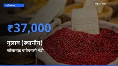 15 June अपडेट: गुलाब (स्थानीय) के सबसे ऊँचे दाम कोलाघाट एपीएमसी मंडी में